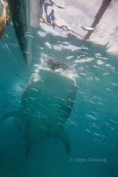 Whale Shark by Taco Cheung 